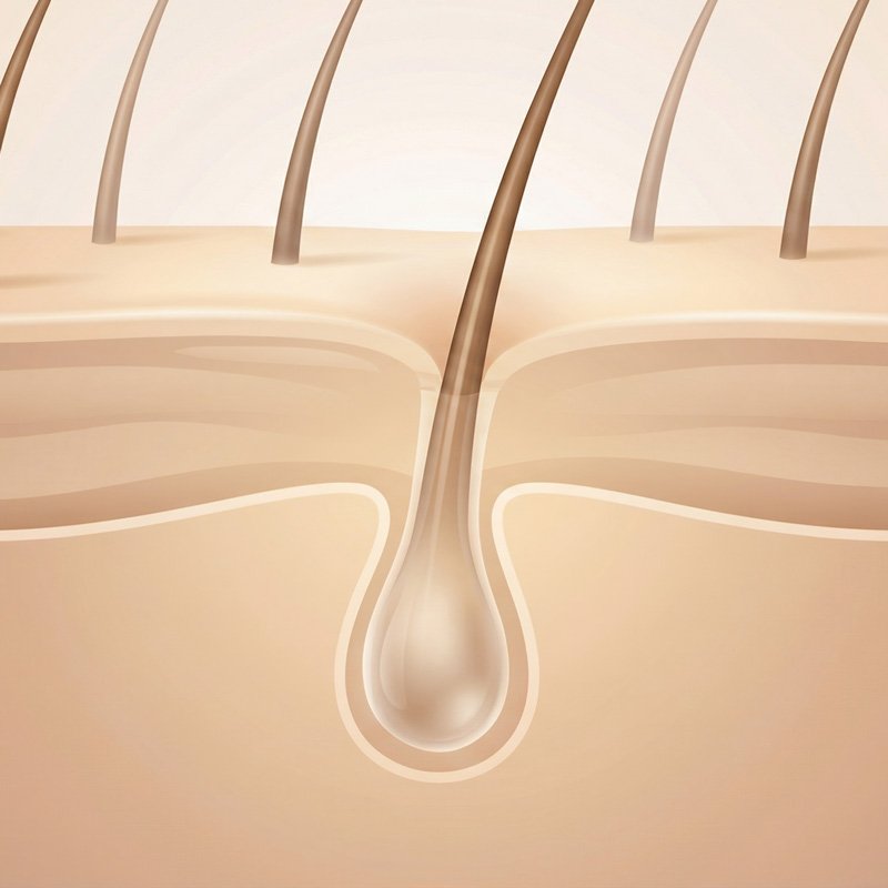 Cabello y cuero cabelludo